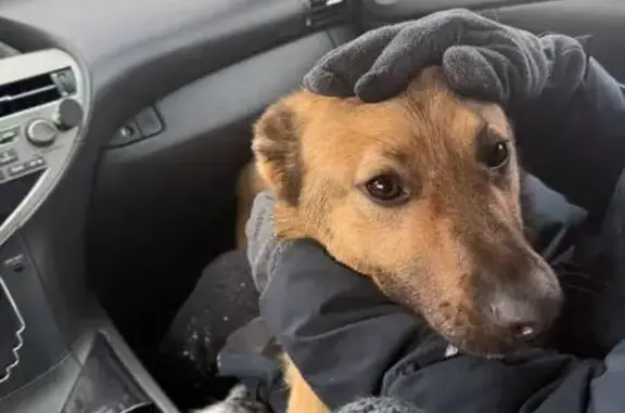 Найдена собака, Травниковское, фото: Найден собака, Травниковское, Челябинская область