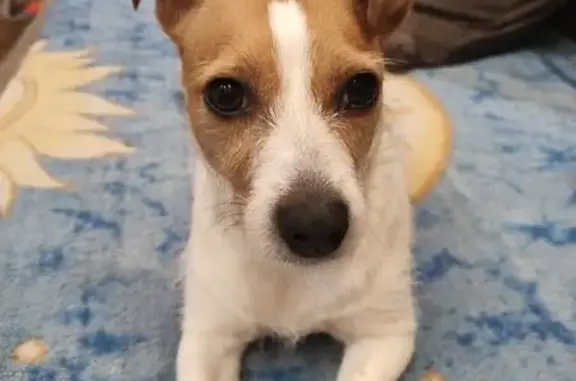 Найдена собака, Донской, фото: Найдена собака, 70К-180, Донской - Джек-Рассл терьер