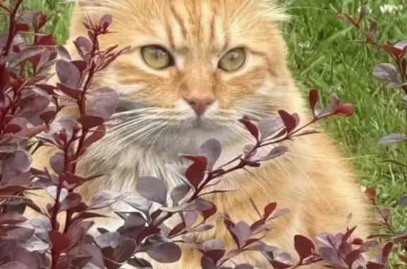 Пропал кот, Московский проспект, 205, Санкт-Петербург - подломан кончик ушка - photo