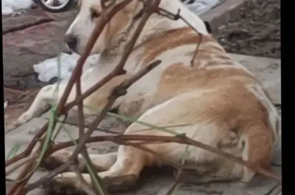 Пропала собака, Лазоревая улица, Волгоград - алабай белый с рыжими пятнами - photo