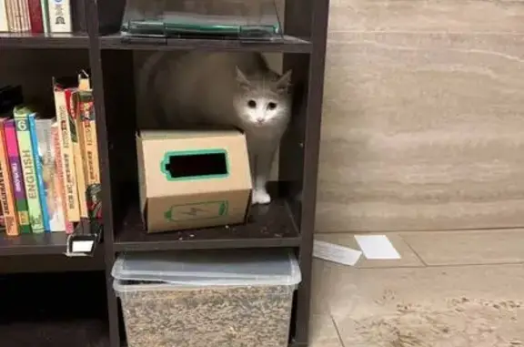 Найдена кошка, Саратов, фото: Найдена кошка, 4-й Вакуровский проезд, Саратов - белая с разными глазами
