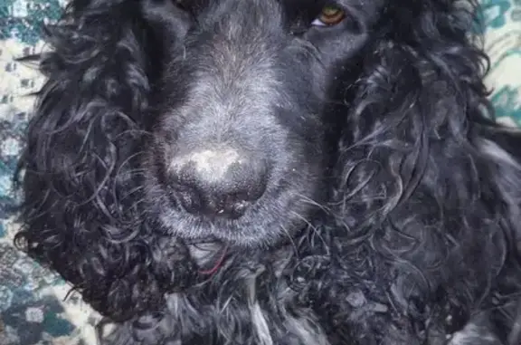 Пропал собака, улица Ивана Земнухова, Калининград - Русский Спаниель - photo