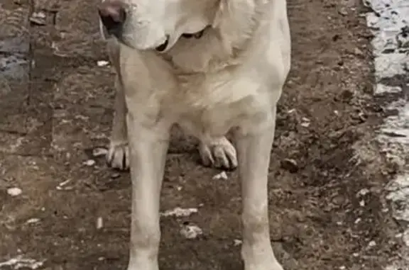 Пропал собака, Красносельская улица, 20, Ростов-на-Дону - лабрадор Майбах, 4.5 года - photo