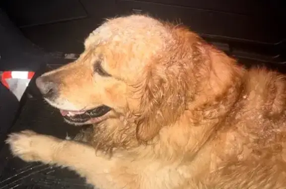 Найдена собака, Молодцово, фото: Найден собака, Молодцово, Ленинградская область - золотистый ретривер с коричневым ошейником