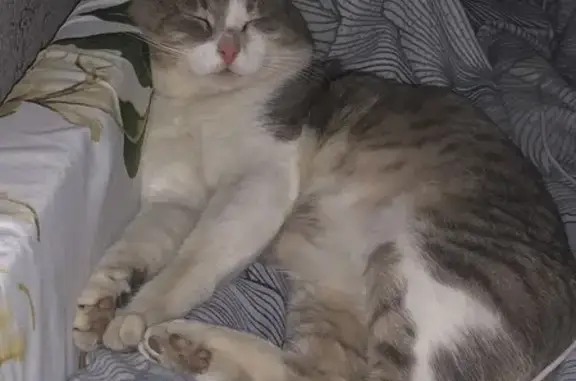 Пропал кот, улица Огарёва, 112, городской округ Пенза - пугливый, небольшой - photo