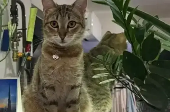 Пропала кошка, улица Карла Либкнехта, 4, Туапсе - коричнево-серая с чёрными полосками - photo