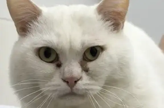 Найденные животные Новосибирск, фото: Найден кот, Красный проспект, Новосибирск - белый, не кастрированный