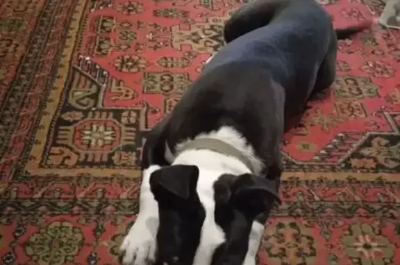 Пропала собака, девочка, улица Руставели, 67, Ставрополь - электронный ошейник - photo