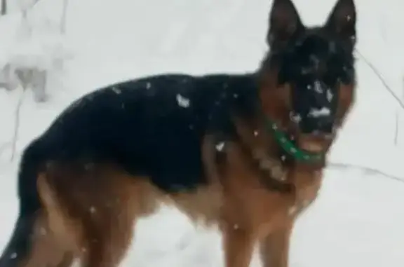 Пропал собака, Российская улица, Михалёво - тёмно-коричневый, в ошейнике - photo