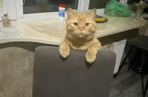 Кошки потеряшки, Таганрог, фото: Потеряшка кот, улица Пархоменко, 26, Таганрог - рыжий, не кастрирован