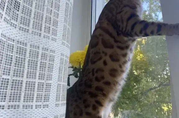 Кошки потеряшки, Прокопьевск, фото: Потеряшка кошка, проспект Строителей, 19, Прокопьевск - откликается на кличку Дорри