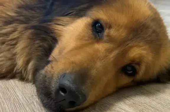 Пропала собака, женский пол, Восточная улица, Осиновая Гора - шлейка персикового цвета - photo