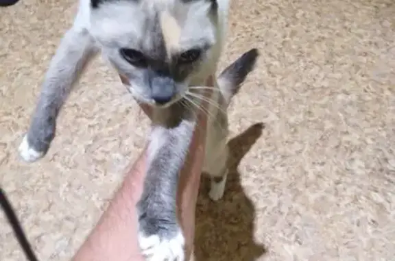 Найденные животные Сокол, фото: Найдена кошка, улица Орешкова, 4, Сокол - белая с тёмными пятнами