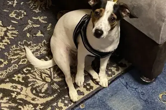 Пропала собака, Ленинградская улица, 340, Новосибирск - Джек Рассел, белая с черными пятнами - photo