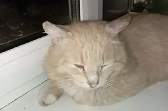 Пропал кот, Партизанская улица, 15, городской округ Воткинск - рыжий с жёлтым ошейником - photo