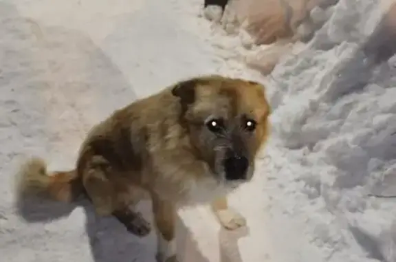 Найдена собака, Казань, фото: Найден пёс, улица Фатыха Амирхана, 34, Казань - рыжий с ошейником