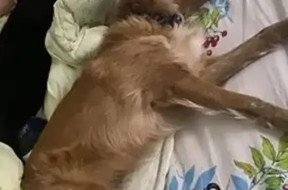 Пропала собака, улица Йывана Кырли, 50А, Йошкар-Ола - рыжая с ошейником - photo