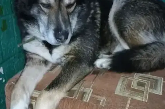 Найдена собака, Пенза, фото: Найдена собака, Ладожская улица, 35, Пензенский городской округ - крупный, ухоженный, с ошейником