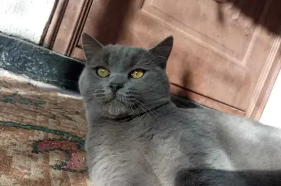 Кошки потеряшки, Ахтырский, фото: Потеряшка кот, улица Толстого, 40, Ахтырский - серый британский помесь