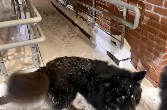 Найдена собака, Лобня, фото: Найден собака, Спортивная улица, городской округ Лобня - черный с рыжими лапами