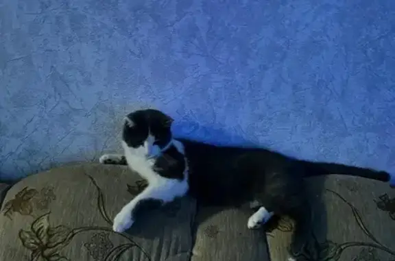 Пропал кот, улица Чкалова, 18, Троицкое - серо-белый прямоухий - photo