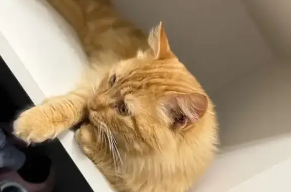 Пропал кот, улица Крылова, 45, Новошахтинск - очень добрый и ласковый - photo