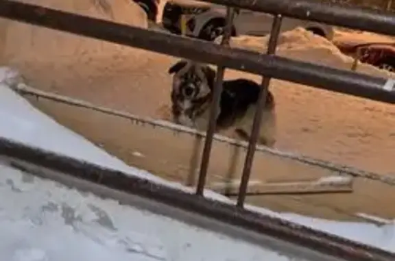 Найдена собака, Поведники, фото: Найден собака, Центральная улица, 22, Поведники - крупная добрая