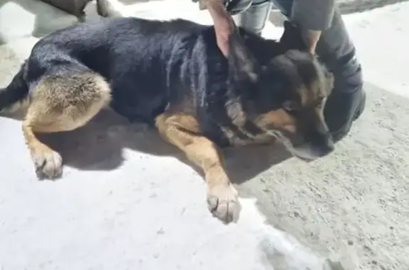 Найдена собака, Панковка, фото: Найден собака, Панковка, Новгородская область - дружелюбный мальчик овчарка