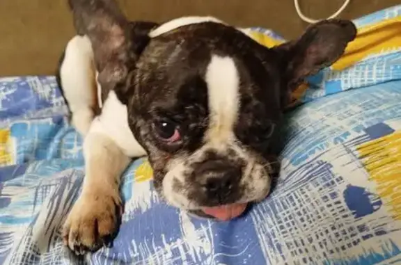 Найдена собака, Чебоксары, фото: Найдена собака, женский пол, улица Димитрова, 22, Чебоксары - французский бульдог