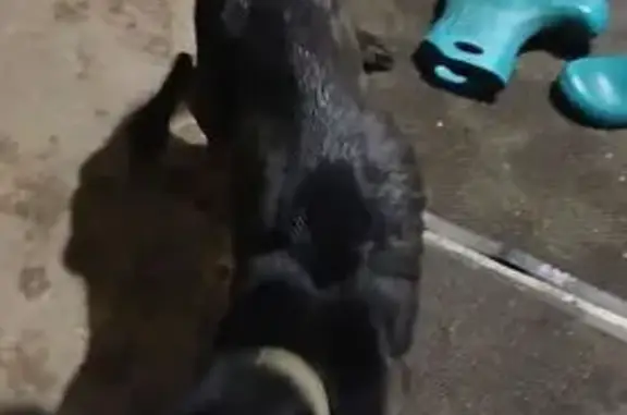 Найдена собака, Водники, фото: Найден собака, Водники, Краснодарский край - истощенный, но дружелюбный