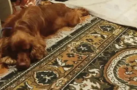 Пропал собака, 50Н-3119, Новопокровка - шоколадный окрас - photo