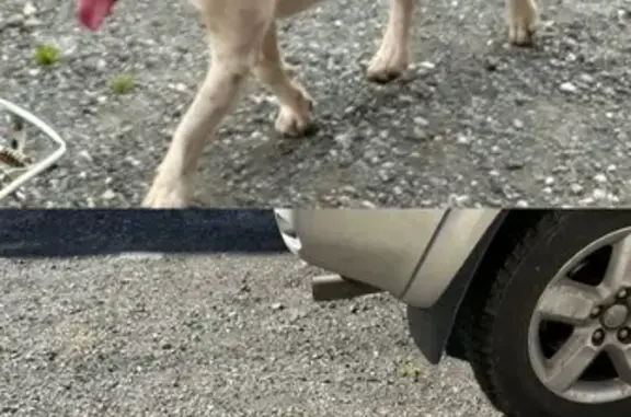 Пропала собака, Владикавказ - пятно в форме сердца на правом боку - photo