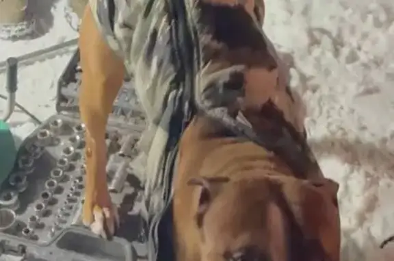 Найдена собака, Петрозаводск, фото: Найден собака, мужской, Петрозаводск, Карелия - камуфляжный костюмчик