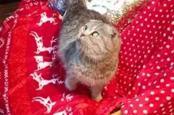 Найдена кошка, Воротынск, фото: Найдена кошка, городское поселение Воротынск, Калужская область - серенький вислоухий котенок