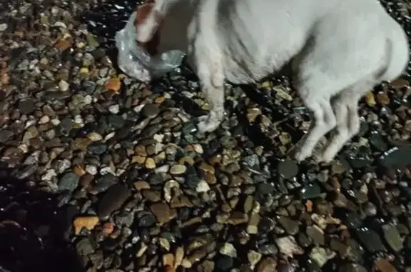 Найдена собака, Старобжегокай, фото: Найден собака, 79Н-149, Старобжегокай - Джек Рассел, кобель