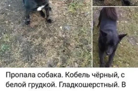 Пропал собака, мужской, СНТ Рассвет, пос. Воровского, Богородский городской округ - photo