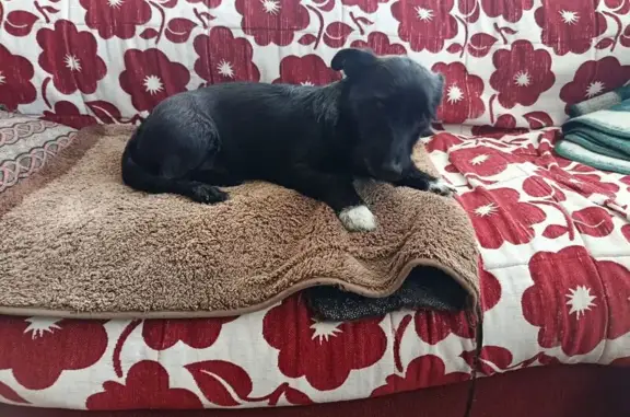 Найдена собака, Южно-Сахалинск, фото: Найден собака, Речной переулок, 14, Южно-Сахалинск - чёрный с белыми носками