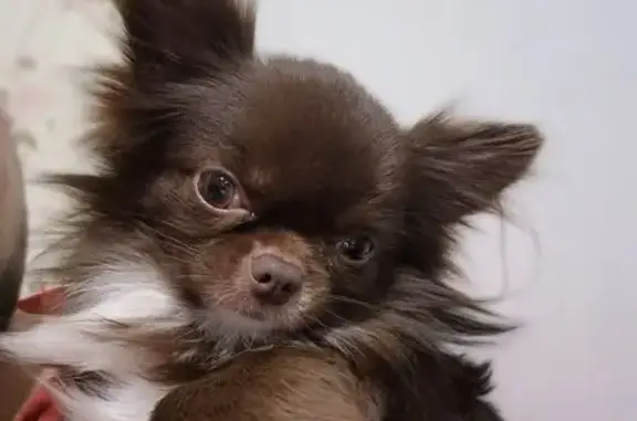 Собаки потеряшки, Шушары, фото: Потеряшка собака, «Нева», Шушары - коричневый окрас, ушастый