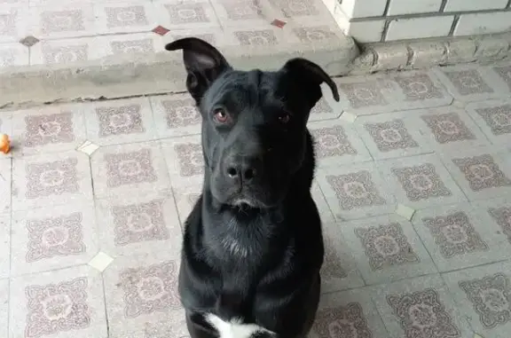 Собаки потеряшки, Благодарный, фото: Потеряшка собака, Московская улица, 285, Благодарный - черный окрас, белая грудка