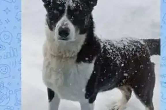 Пропал собака, мужской, улица Лермонтова, 3, Архангельск - photo