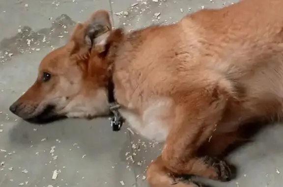 Найдена собака, Ростов-на-Дону, фото: Найдена собака, женский пол, Конотопский переулок, Ростов-на-Дону