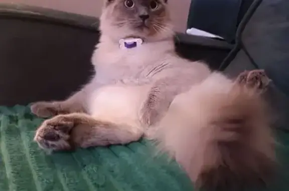 Кошки потеряшки, Сочи, фото: Потеряшка кошка, мужской, Орбитовская улица, 20/7Б, Сочи - невский маскарадный, голубые глазки