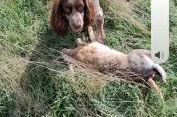 Пропала собака, женский пол, улица Кочубея, 93/2, Михайловск - photo