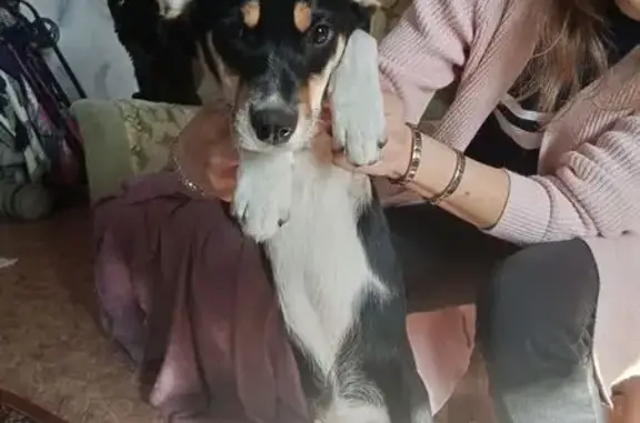 Найдена собака, Шелехов, фото: Найден собака, мужской, Заводская улица, Шелехов - черно-белый кобель, возраст 3-4 месяца