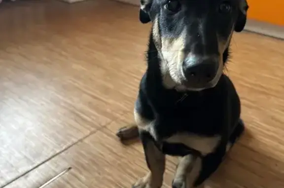 Найдена собака, Кемерово, фото: Найден собака, Коммунистическая улица, 55, Кемерово - черный щенок с белой грудкой