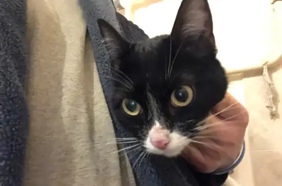 Найдена кошка, Красноярск, фото: Найдена кошка, улица Борисова, 26А, Красноярск - молодая, ухоженная