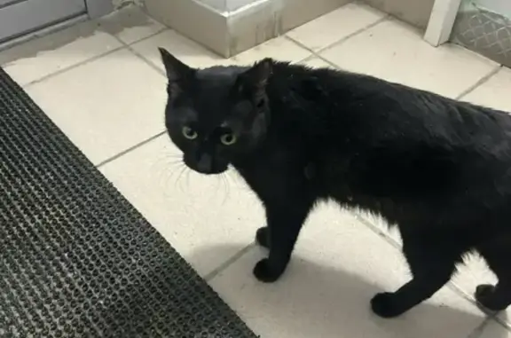 Найдена кошка, Омск, фото: Найдена кошка, 3-я Любинская улица, 19, Омск - черная, без шерсти на бедре