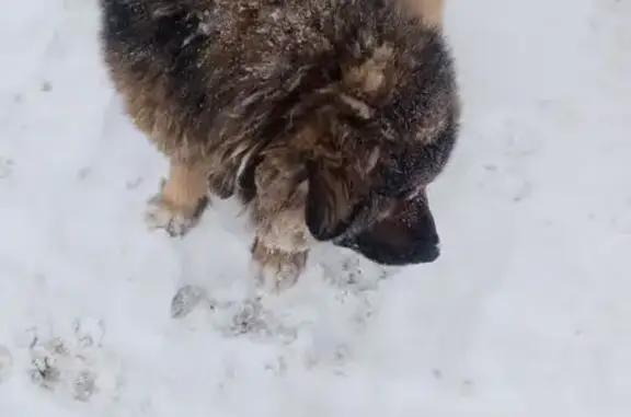 Найдена собака, Вологда, фото: Найден собака, Ананьинская улица, 2, Вологда - большой и лохматый пёс в ошейнике