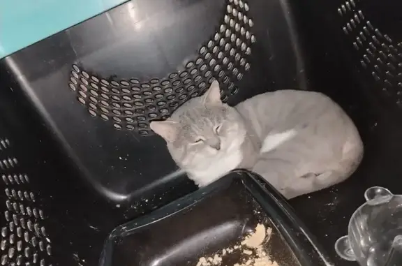 Найдена кошка, Ростов-на-Дону, фото: Найдена кошка, Большая Садовая улица, Ростов-на-Дону - пострадал от собак