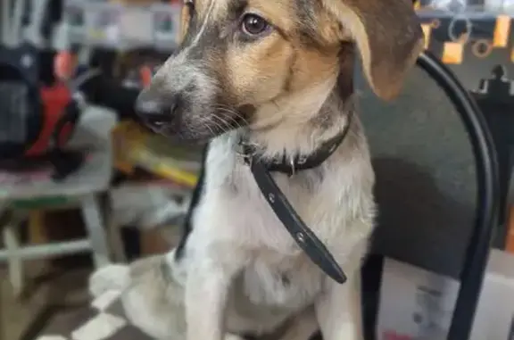 Найдена собака, Воронеж, фото: Найдена собака, улица Антонова-Овсеенко, Воронеж - девочка щенок примерно 5 месяцев